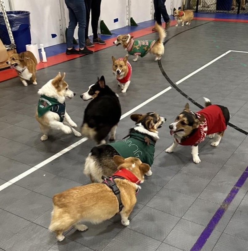 A bunch of corgis on a basketball court dressed in Christmas sweaters