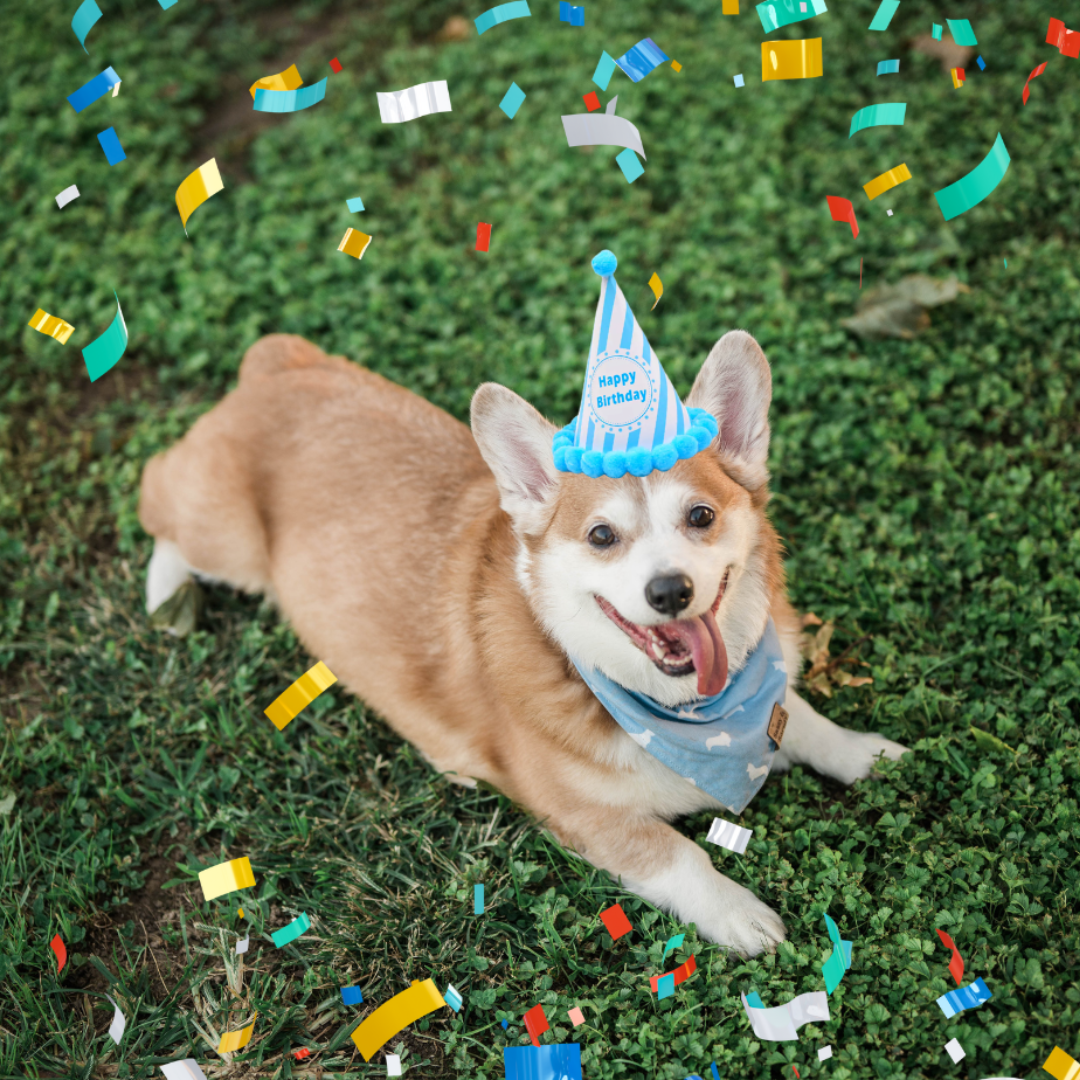 Cooper the corgi looking up at the camera with a party hat on and confetti around the frame of the image.