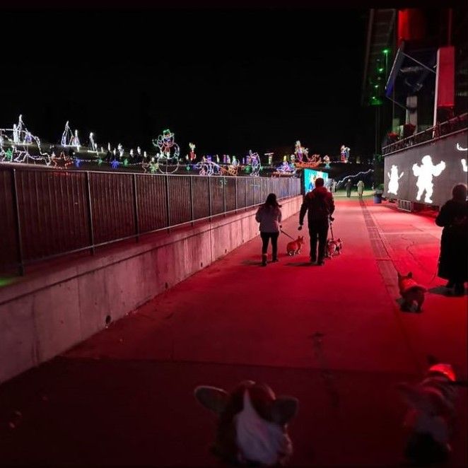 A photo of corgis on leash walking through a lights display outdoors.