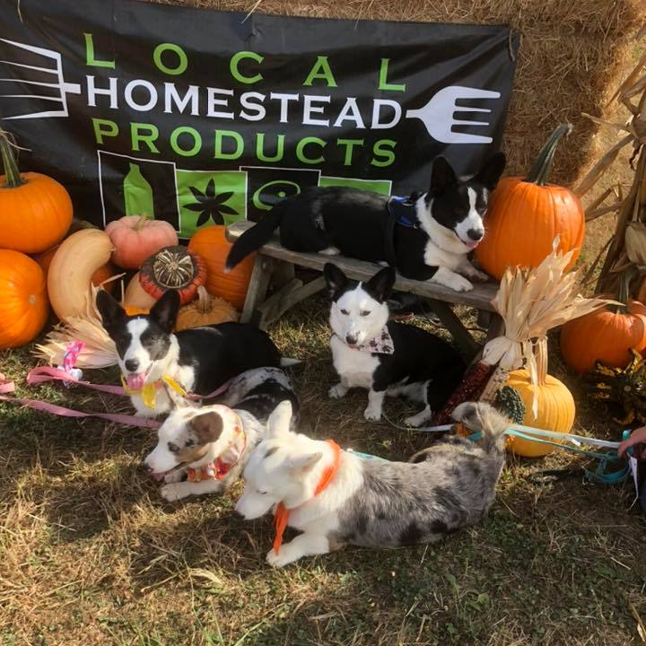 A group of cardigan corgis at the Local Homestead Products farm in New Windsor, Maryland