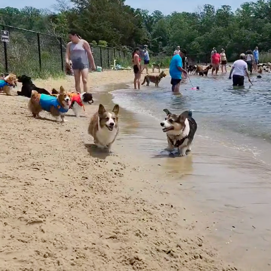 Corgis running on the sand on the shore of Quiet Waters dog beach 