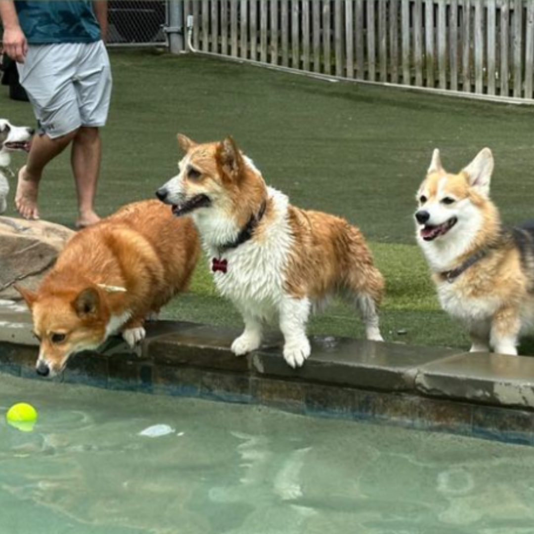 Three corgis on the side of a pool. One is looking at the tennis ball floating in the pool and the other two and just looking across the pool.