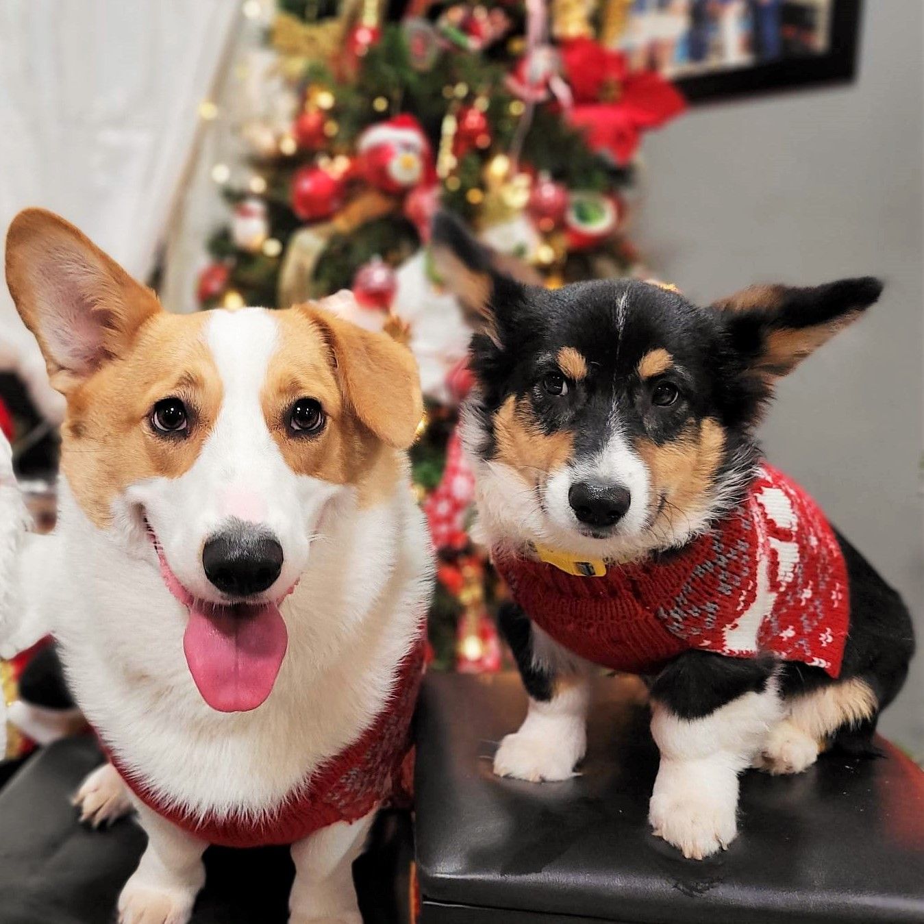 A photo of Tillamook and London, a red and white and tricolor Pembroke Welsh Corgi.