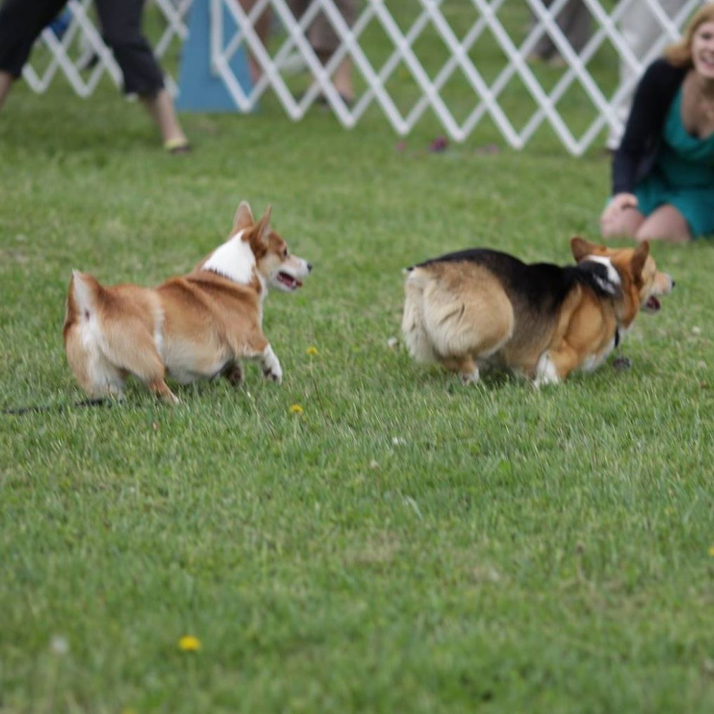 Two corgis running on grass with a white fence in the background