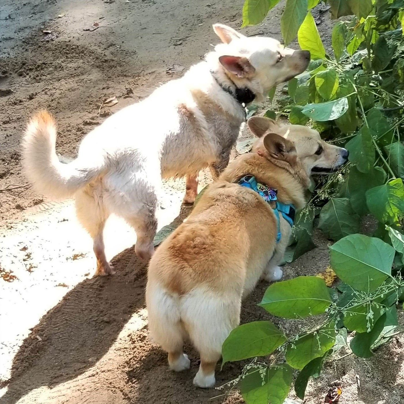 A photo of Holly and Ace, a red and white Pembroke Welsh Corgi and a corgi mix.