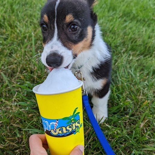 A photo of a tricolor corgi puppy eating a plain snoball from a Snoasis cup.