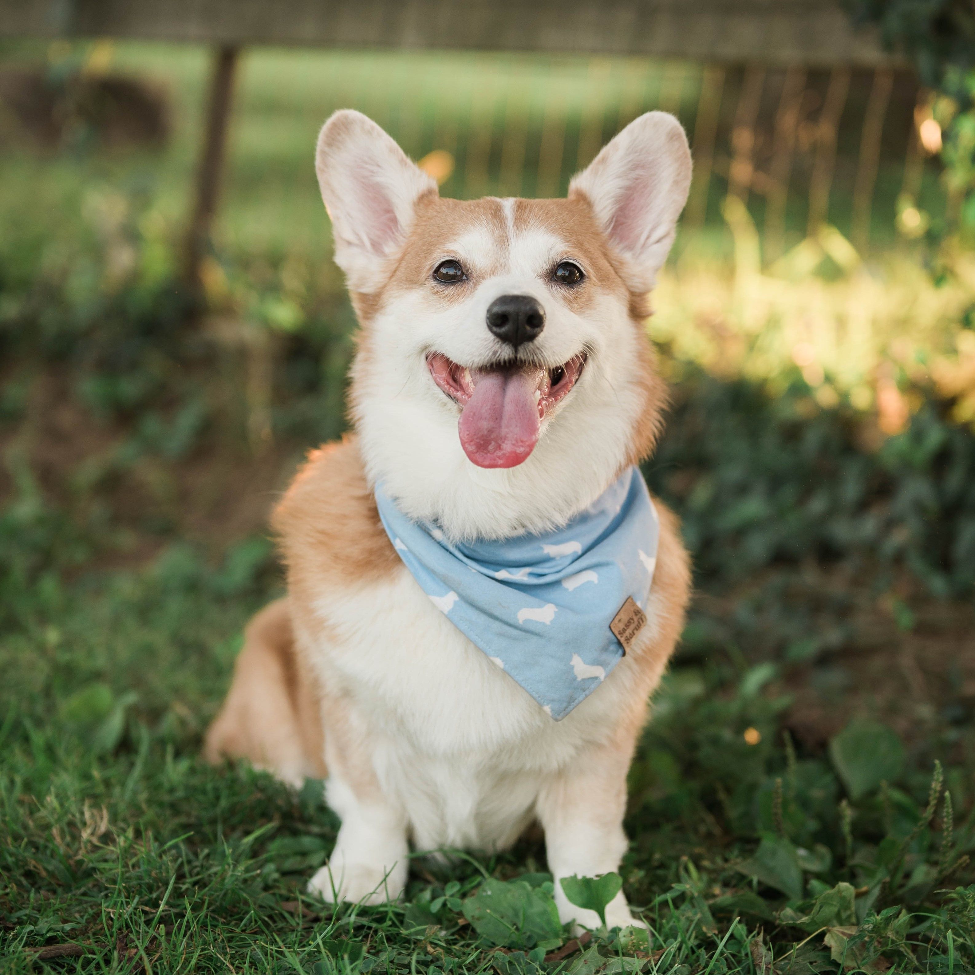 A photo of Cooper, a red and white Pembroke Welsh Corgi.