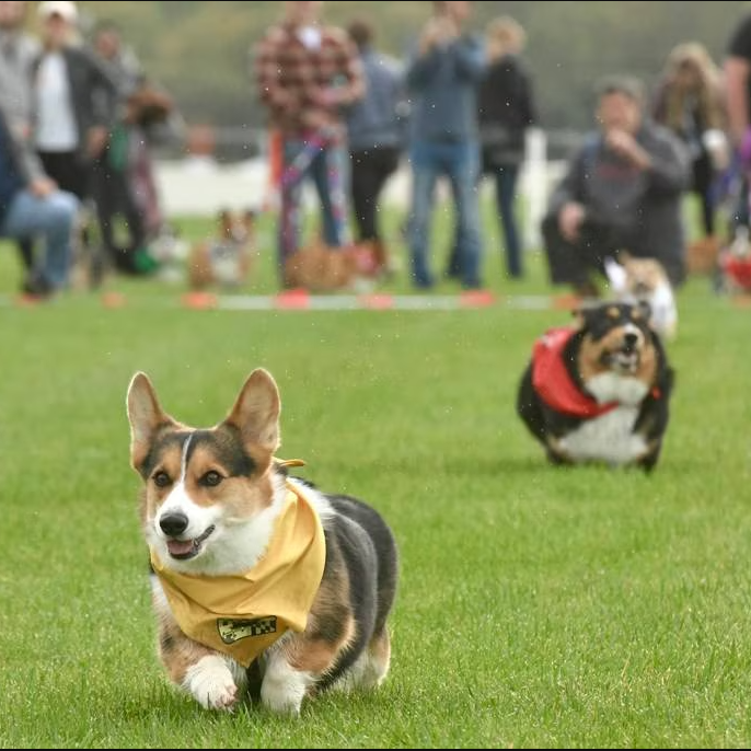 A photo of corgis racing.