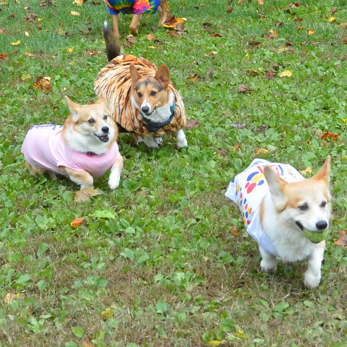 Three red and white corgis dressed in homemade halloween costumes running on green grass