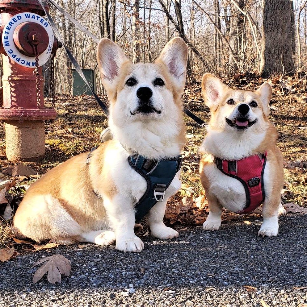 A photo of Fox and Terry, red and white Pembroke Welsh Corgis.