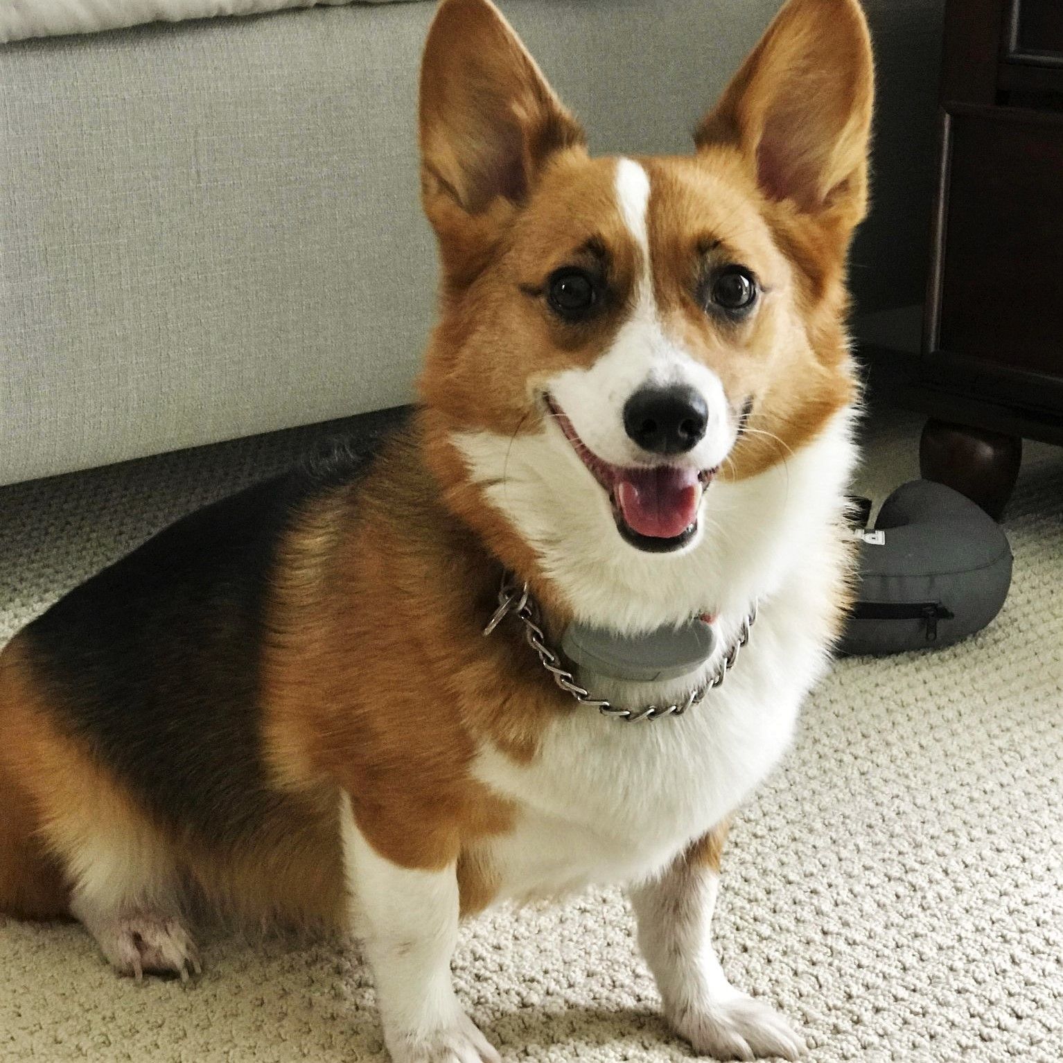 A photo of Sophie, a tricolor Pembroke Welsh Corgi.