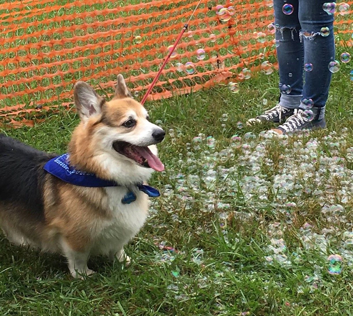 A tricolor corgi enjoying dog bubbles