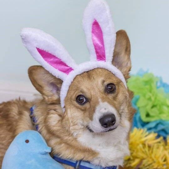 A photo of Scooter, a red and white Pembroke Welsh Corgi.