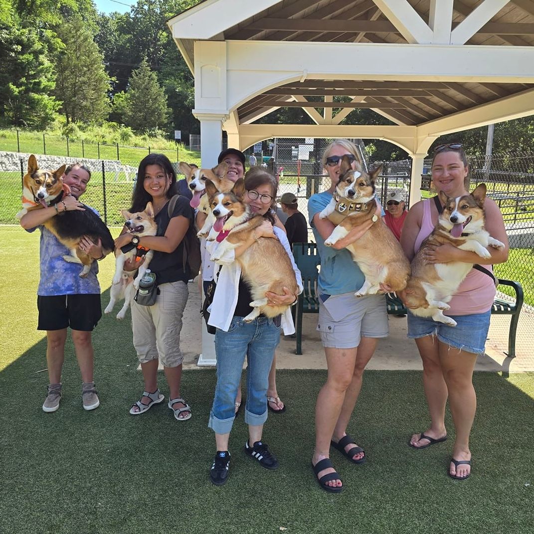 Group of corgi owners holding their dogs at a dog park