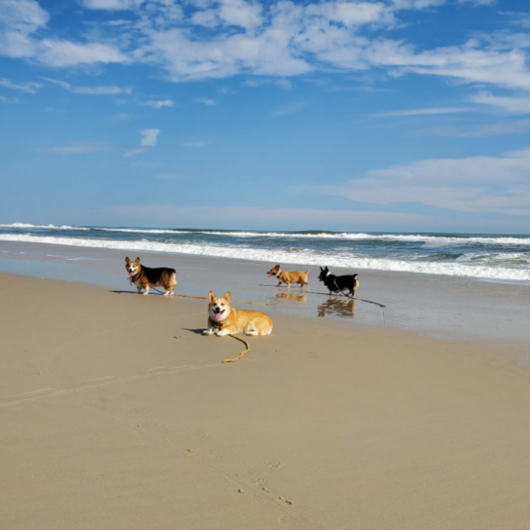 Four corgis on a beach in Berlin, MD.