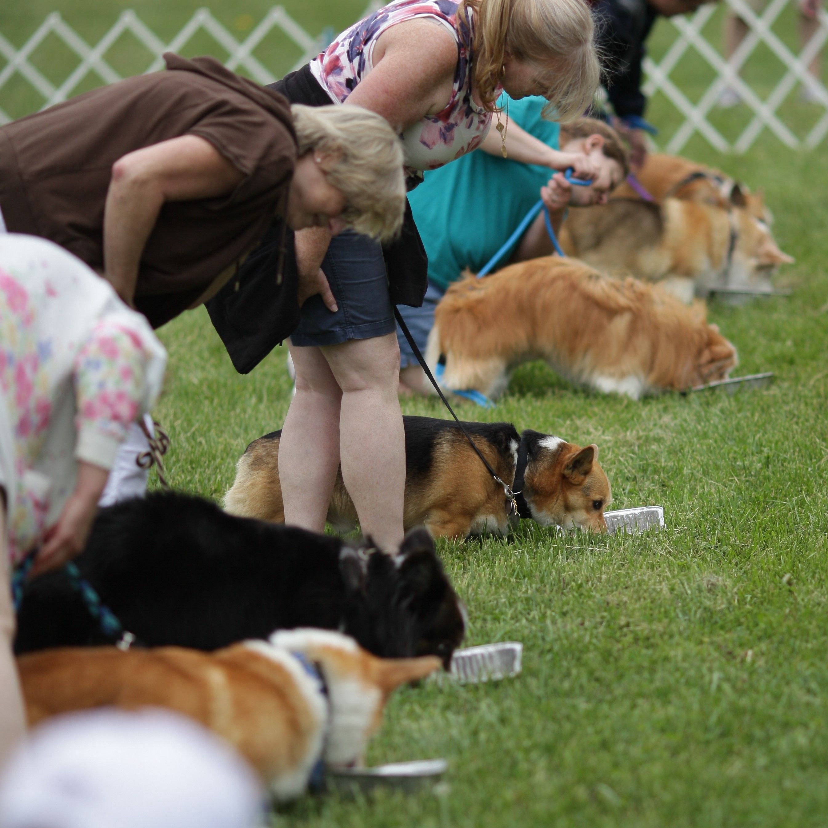 Multiple corgis and their owners looking over them eating from a square foil tin for a pie eating contest at the corgi fun fair.