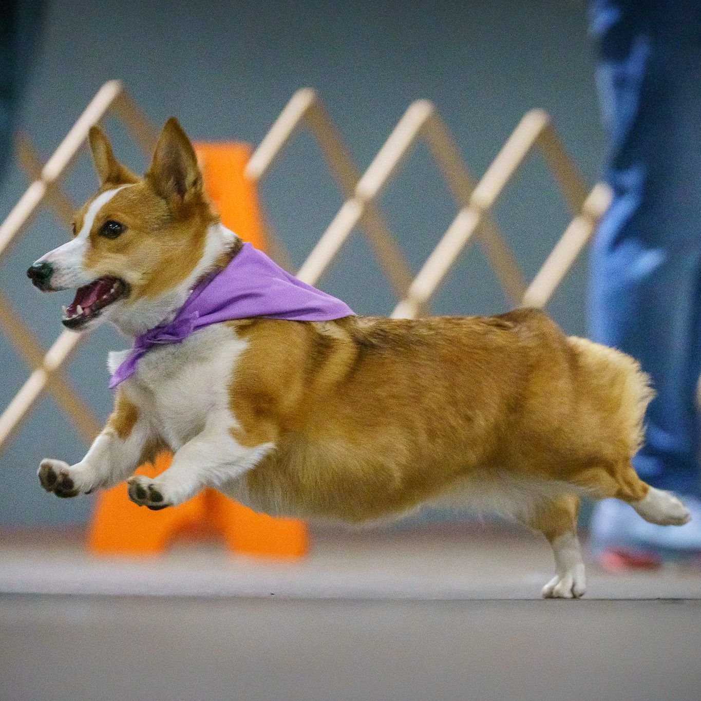 A photo of a red and white corgi with a lavender bandana on in mid-jump.