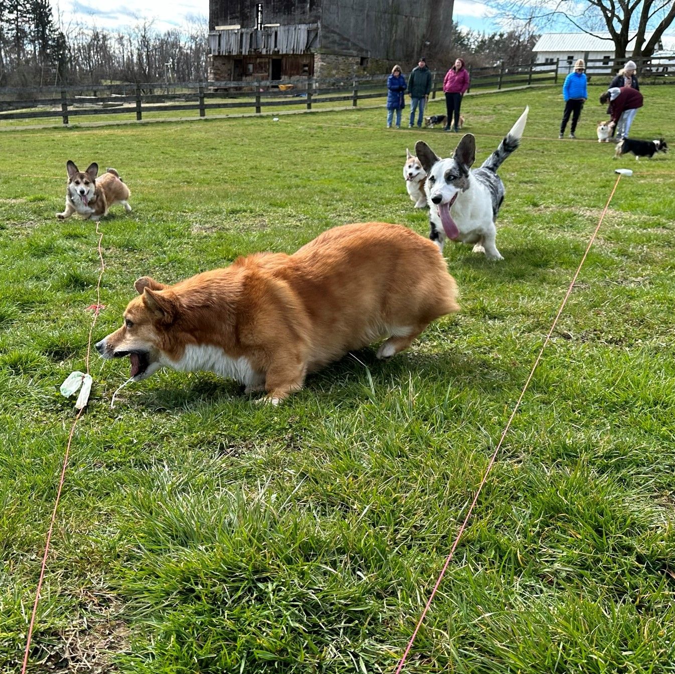 A photo of corgis playing with a dog lure.