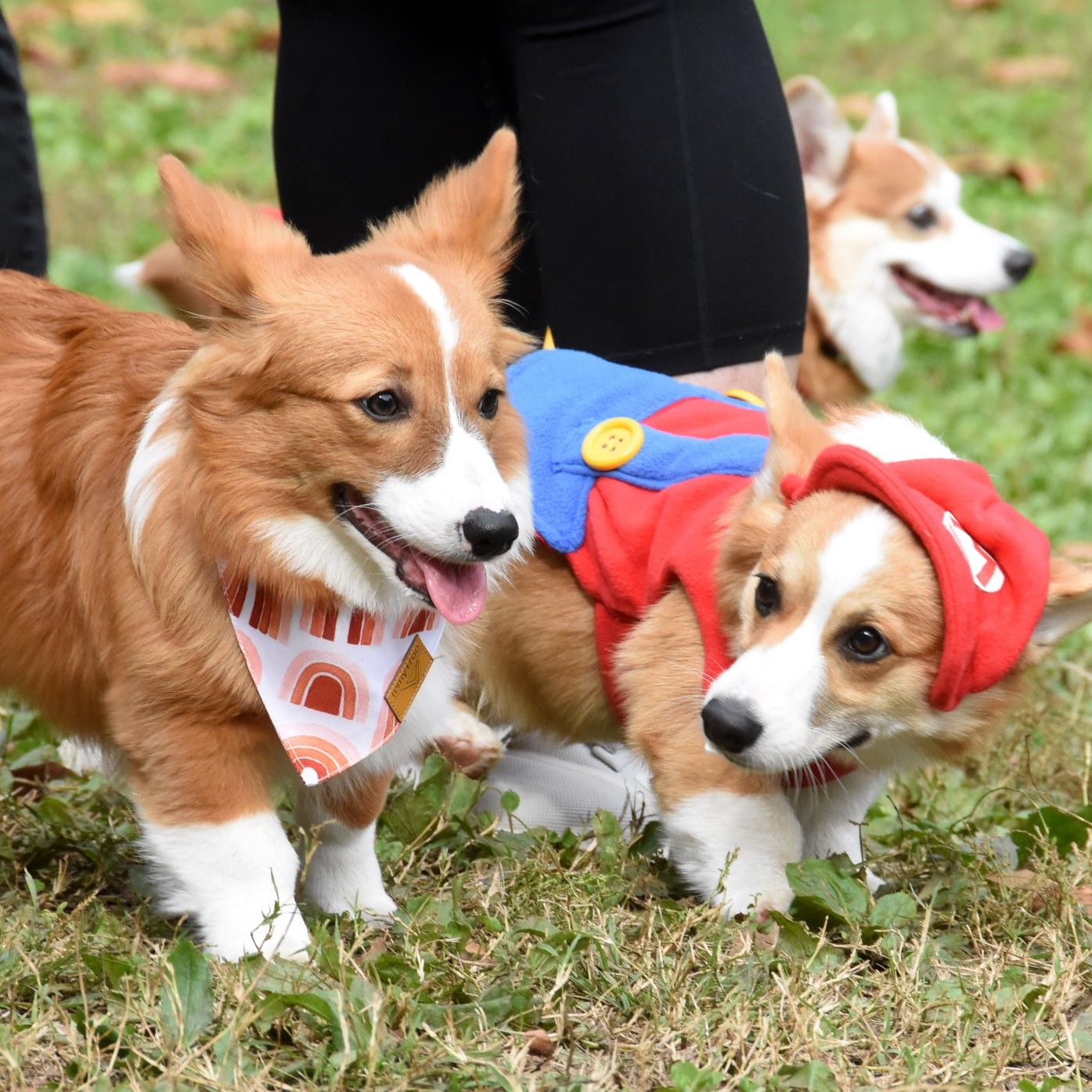 A photo of a red and white corgi dressed up as Mario, a corgi with a bandana of pink shades and a corgi face in the background.