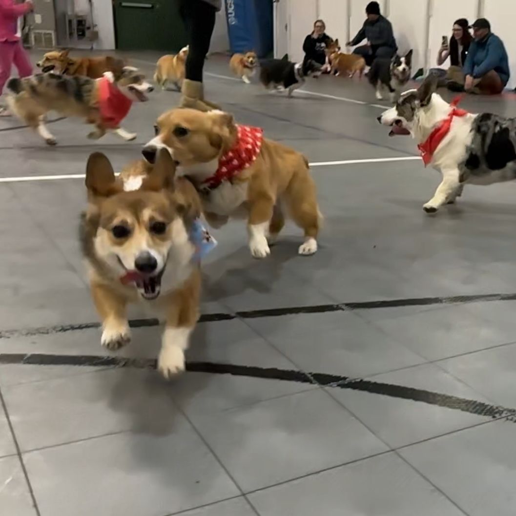 A bunch of corgis on a indoor basketball court playing together with Valentines themed bandanas on