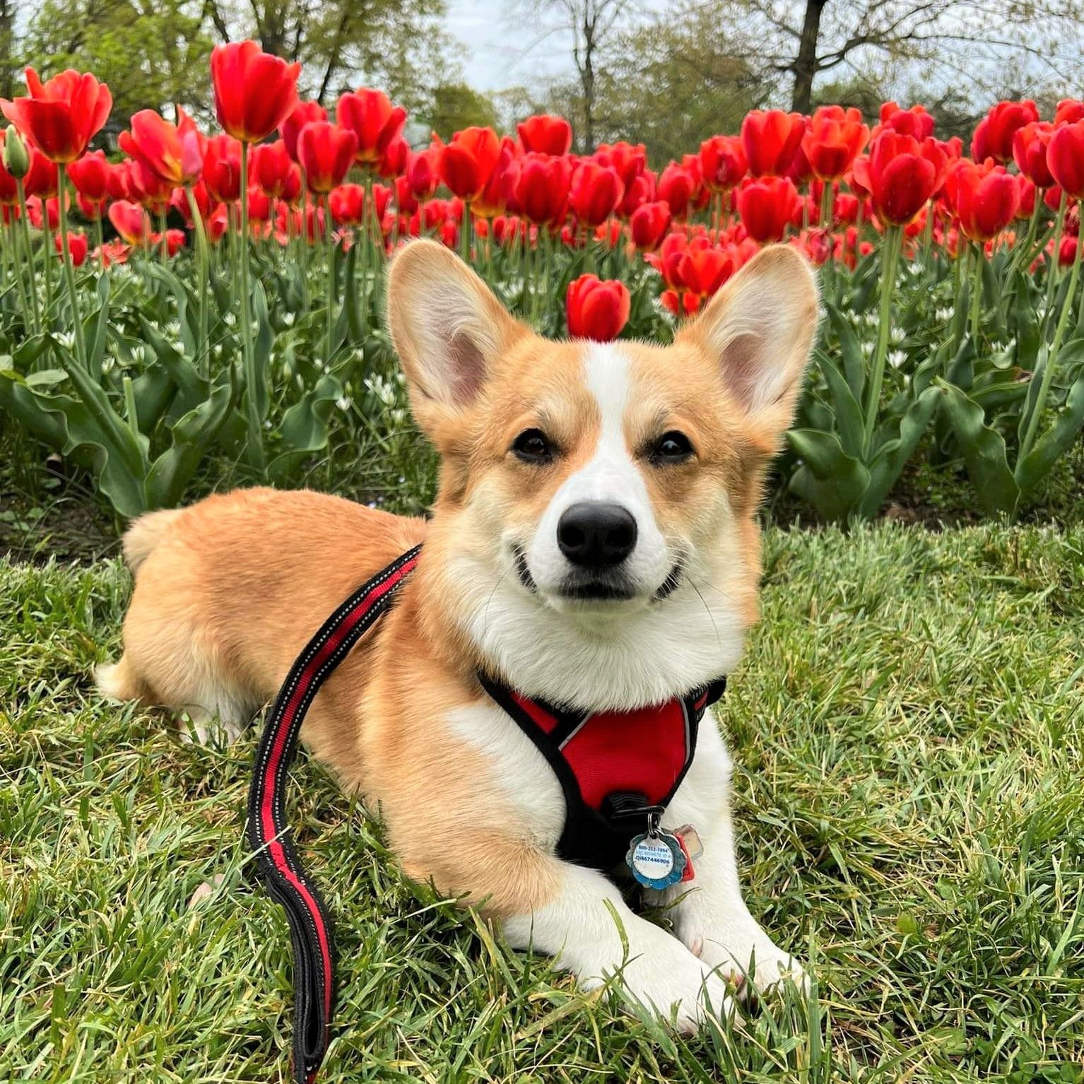 A photo of Hercules, a red and white Pembroke Welsh Corgi with a tail.