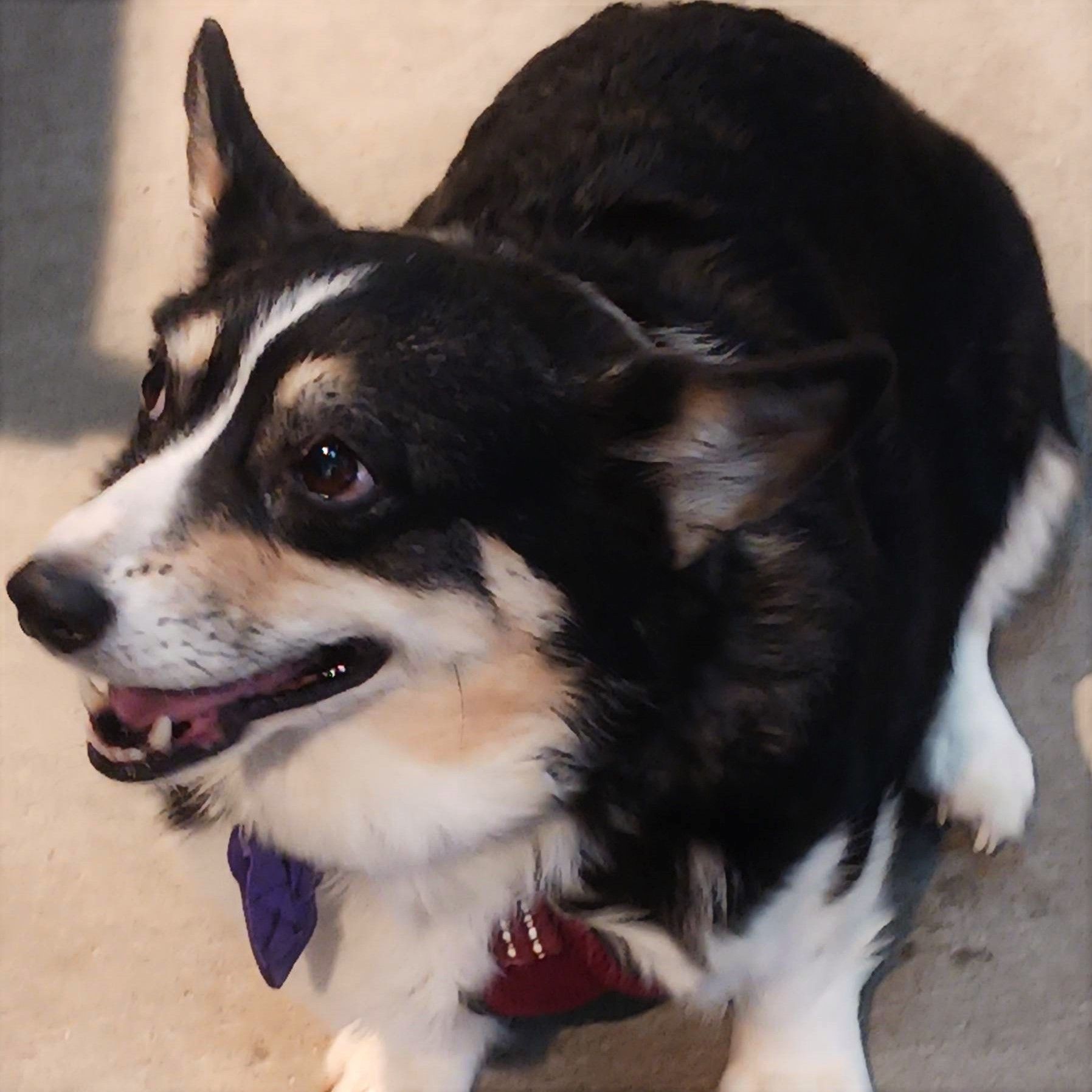 A photo of Gemma, a tricolor Pembroke Welsh Corgi.