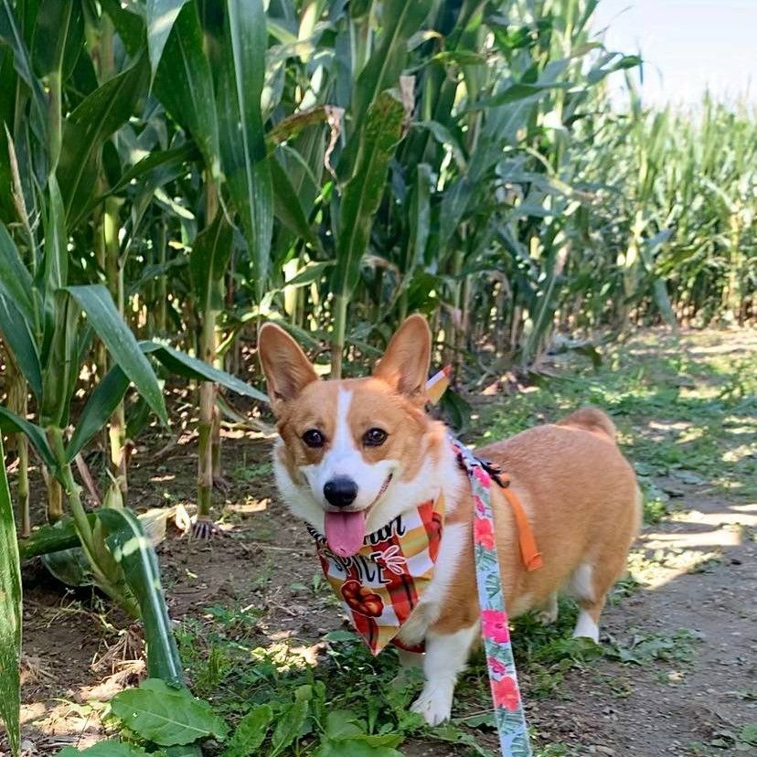 A photo of Lilo the corgi outside of a corn maze.