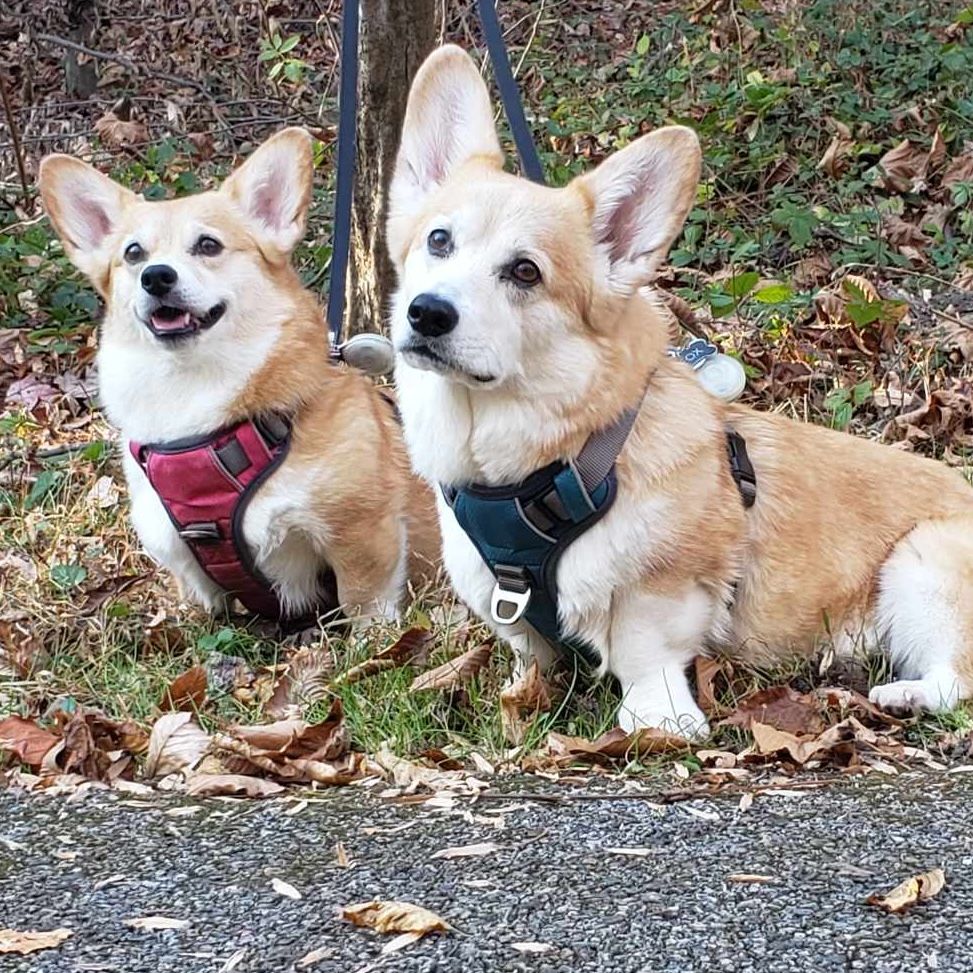 Two red and white corgis