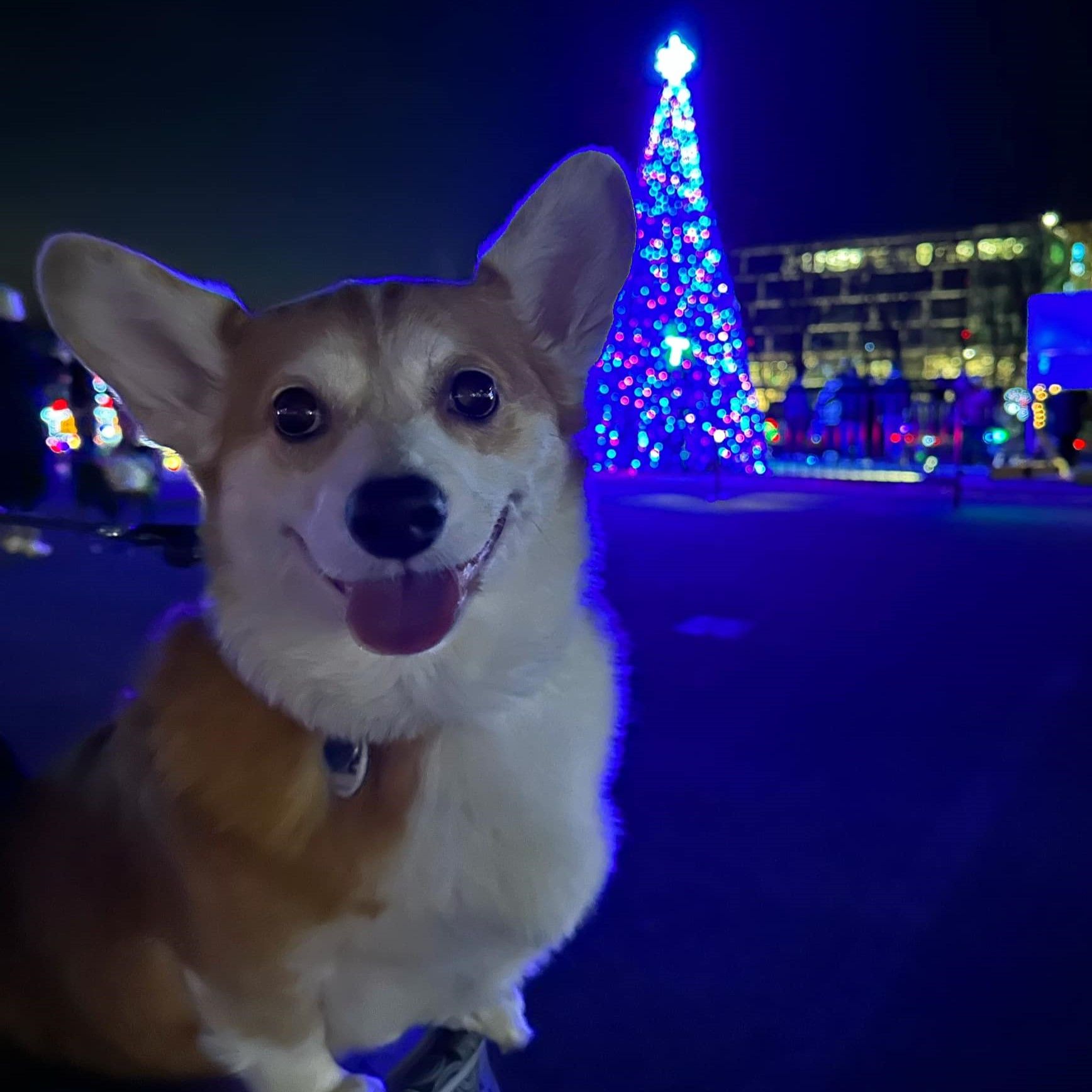 A red and white corgi named Cooper in front of a colorful Christmas tree at the Corgis at Tail Lights event during the Merriweather Symphony of Lights event