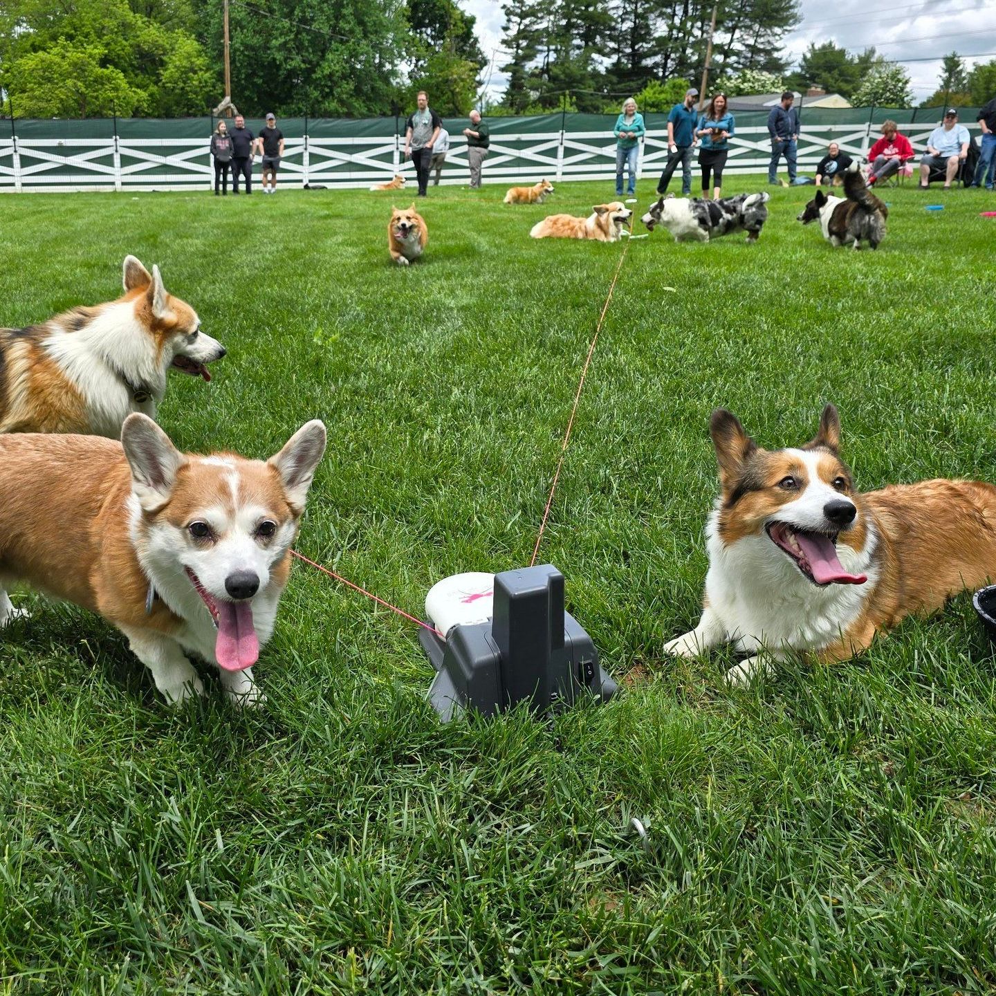 A bunch of corgis laying in the grass next to a SwiftPaws Lure with more corgis in the background