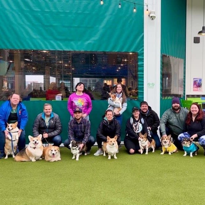 A photo of a group of corgis and their owners at Bark Social Baltimore.