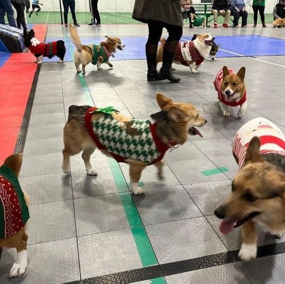 A photo of corgis running around a basketball court dressed up in Christmas sweaters.