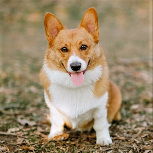 A photo of Georgi, a red and white Pembroke Welsh Corgi.