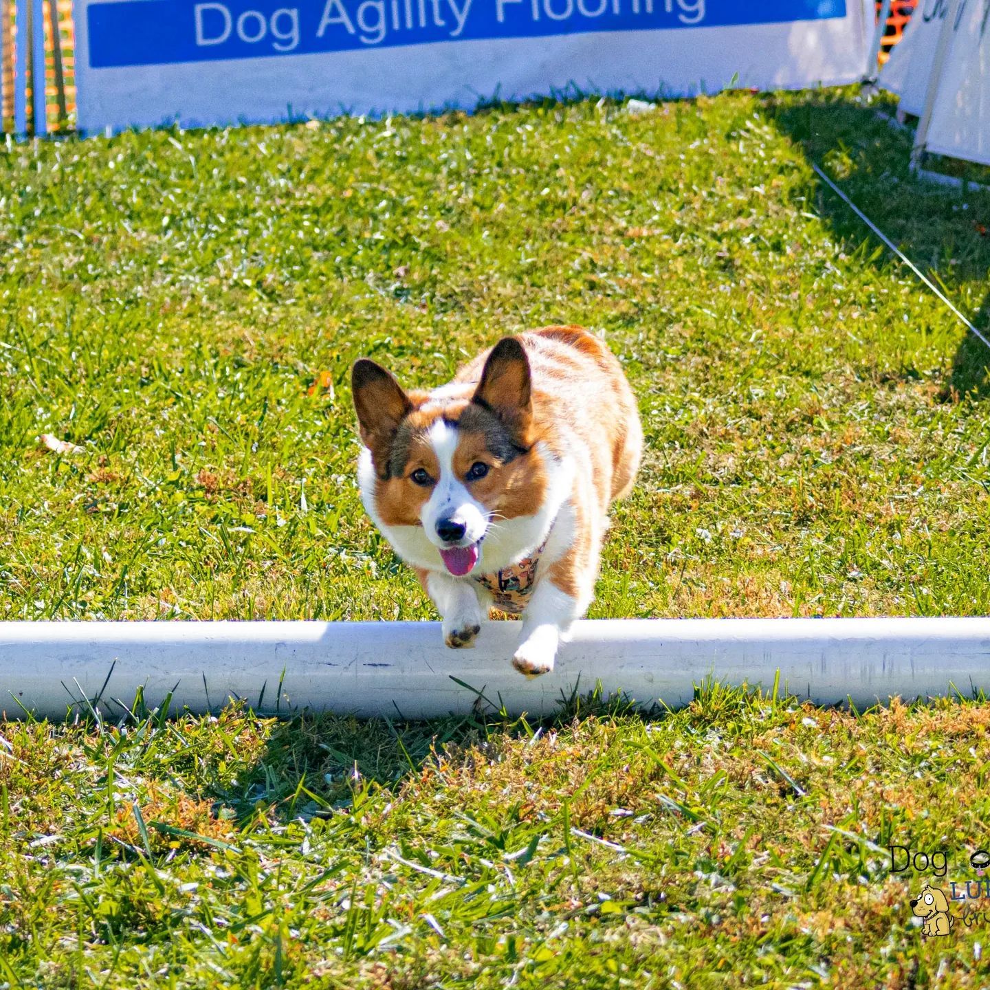 Corgi jumping over a pole while doing the lure course