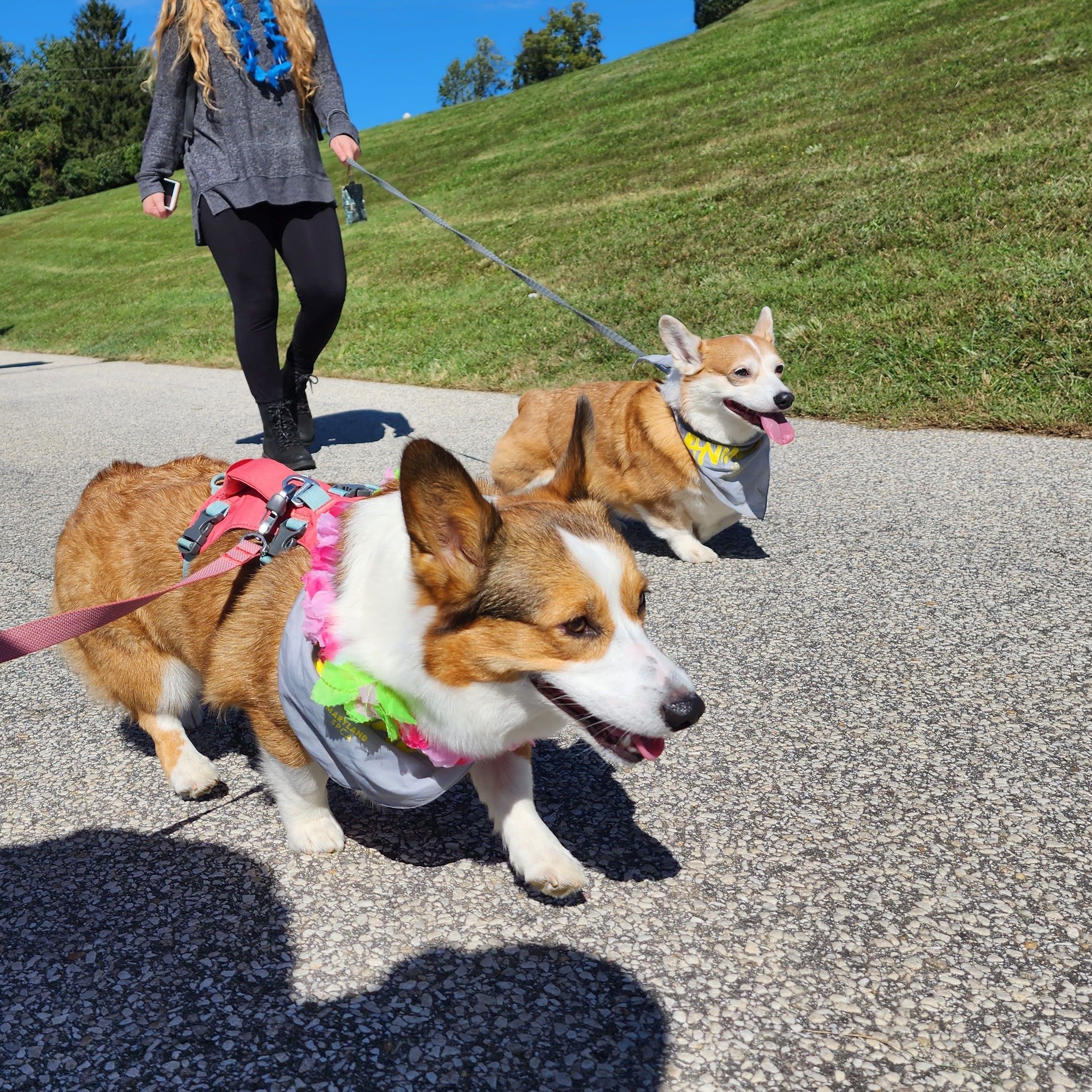 A red and white corgi and a sable corgi dressed up in bandanas and leis for the Festival for the Animals at Padonia Park Club in Cockeysville