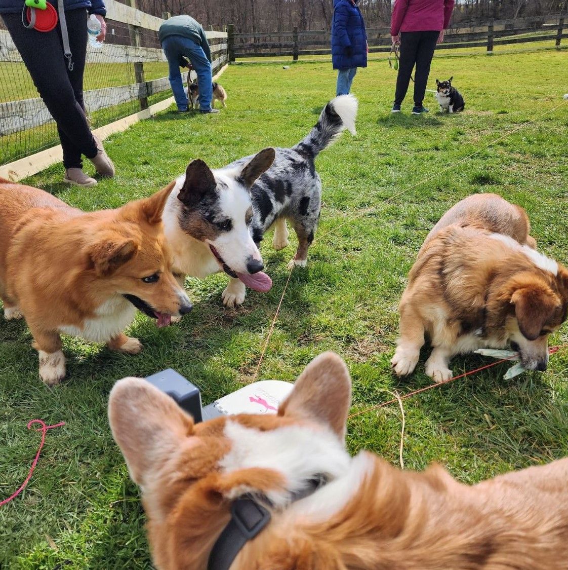 A photo of four corgis playing with a dog lure.