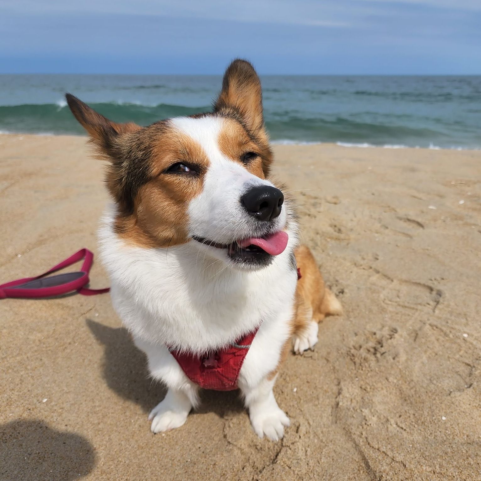 A corgi sitting on the beach at Ocean City, Maryland