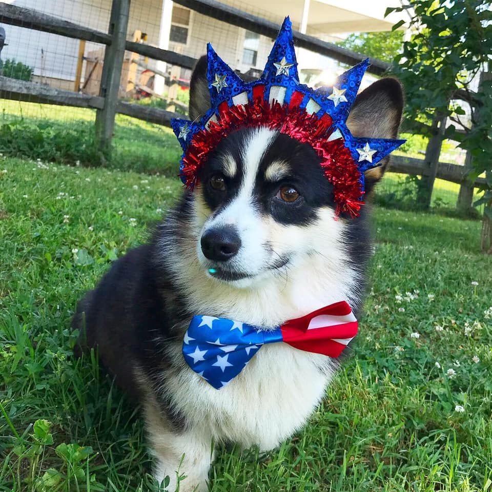 A tricolor corgi wearing a red, white, and blue bow tie and tiara.