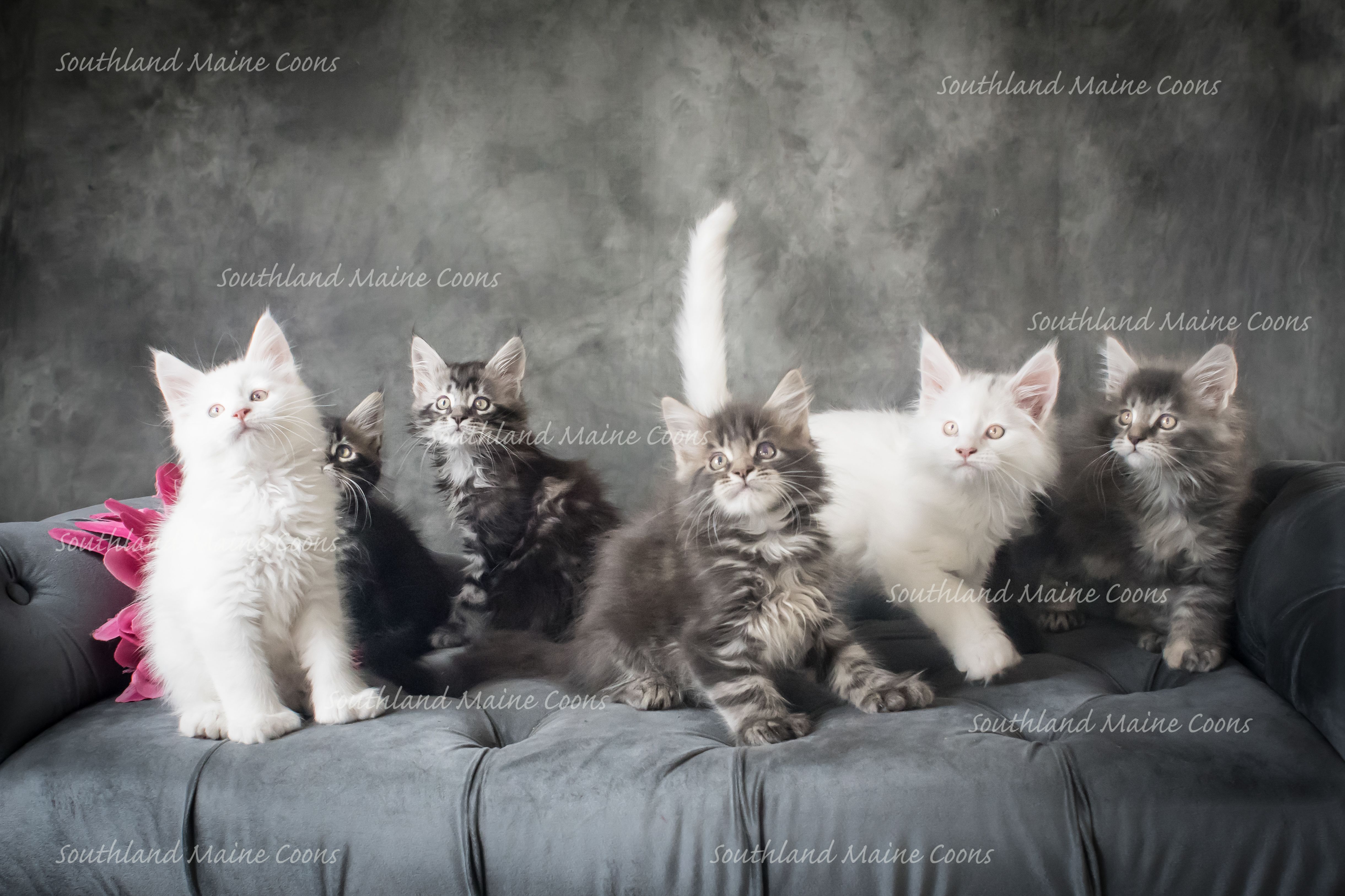 Our Polydactyl Maine Coons are breed to The International Cat