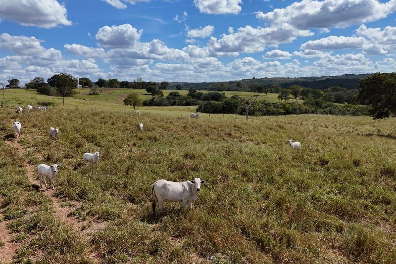 FAZENDA 100 ALQUEIRES EM BARRA DO GARÇAS-MT | 60% AGRICULTURA | BEIRA DA RODOVIA, imagem 9