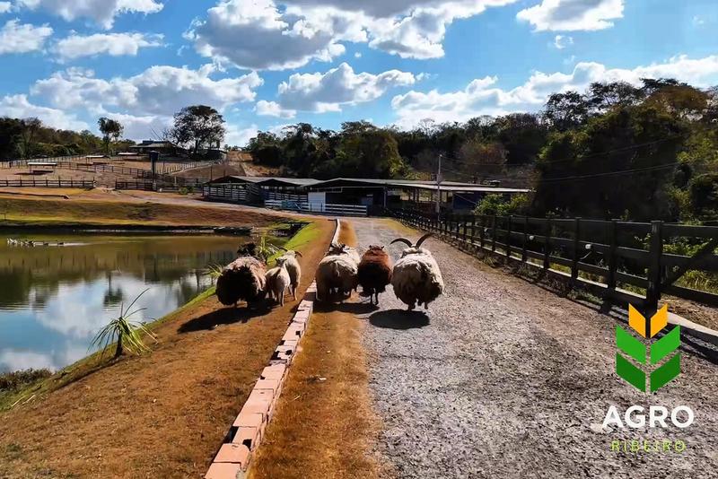 FAZENDA DE ALTO PADRÃO À VENDA EM SILVÂNIA – GO, imagem 14