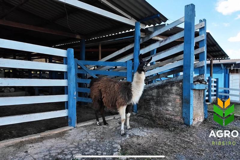 FAZENDA DE ALTO PADRÃO À VENDA EM SILVÂNIA – GO, imagem 15