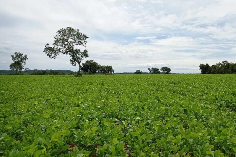 FAZENDA À VENDA EM PONTE ALTA DO TOCANTINS – TO | 409,81 ALQUEIRES | DUPLA APTIDÃO, imagem 7