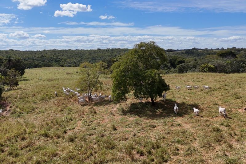 FAZENDA 100 ALQUEIRES EM BARRA DO GARÇAS-MT | 60% AGRICULTURA | BEIRA DA RODOVIA, imagem 5