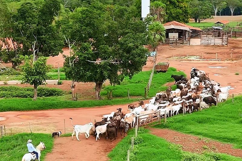 FAZENDA 554 HA EM UNAÍ-MG | 144 HA IRRIGADOS | 4 PIVÔS | R$ 31,5 MILHÕES, imagem 5