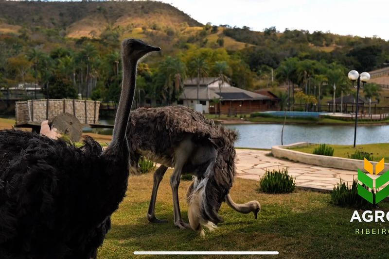 FAZENDA DE ALTO PADRÃO À VENDA EM SILVÂNIA – GO, imagem 7