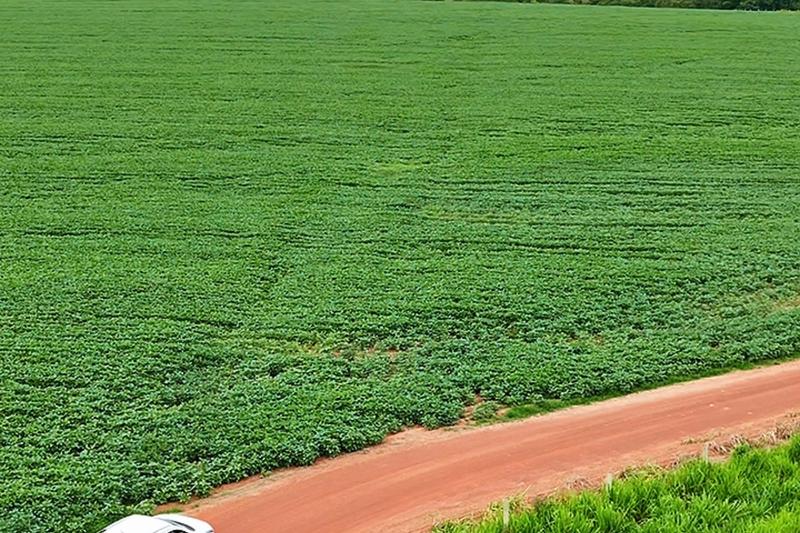 FAZENDA 554 HA EM UNAÍ-MG | 144 HA IRRIGADOS | 4 PIVÔS | R$ 31,5 MILHÕES, imagem 8