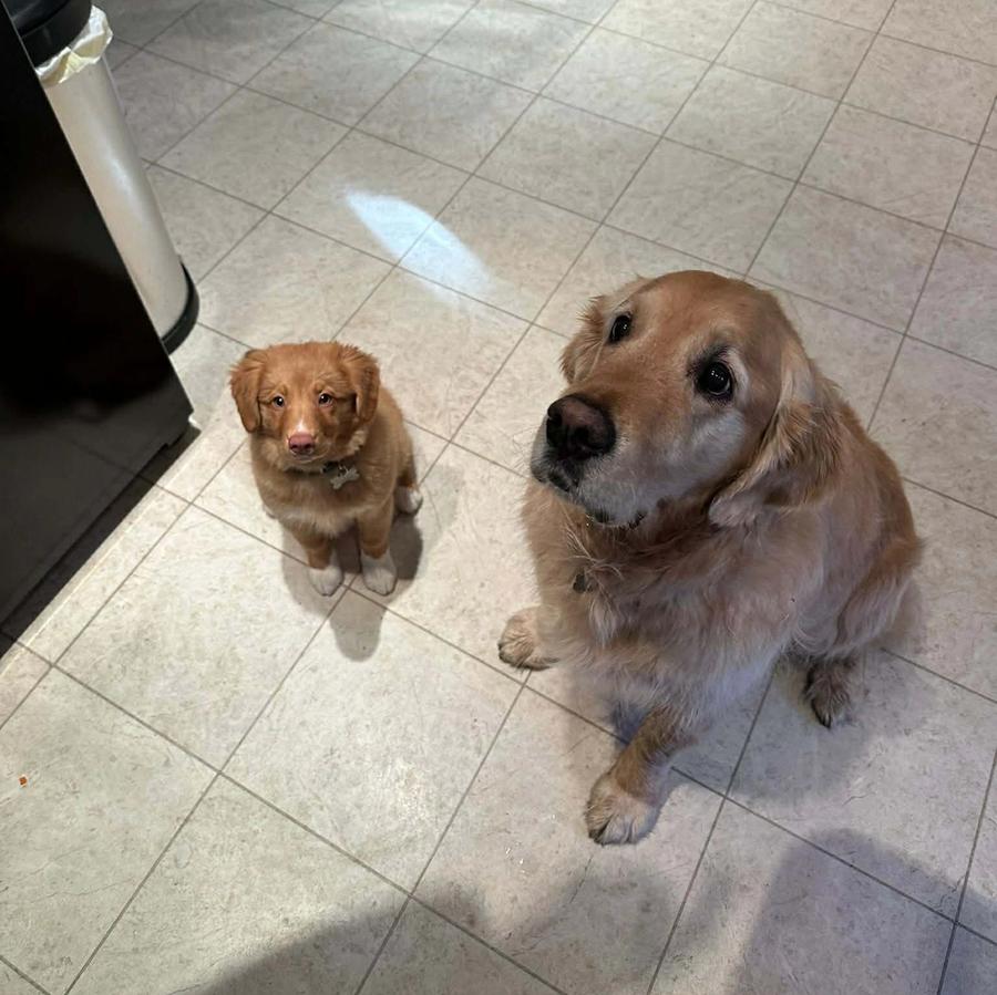 A very small puppy Mishka standing next to the much larger Monty the Golden Retriever
