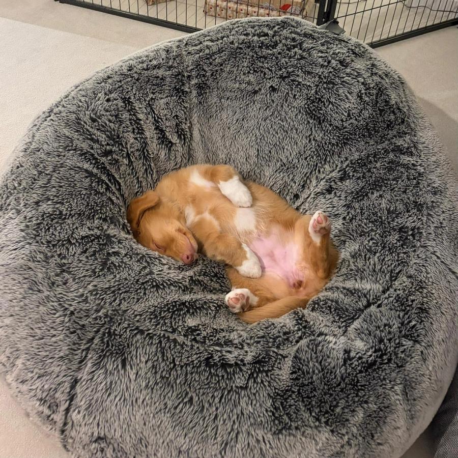 Mishka asleep on her back, fully committed