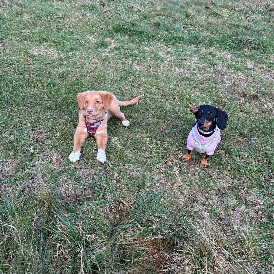 Mishka the Toller and Bella the dachshund together